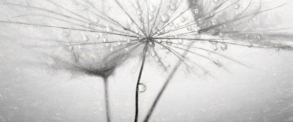 Pusteblume bedeckt mit Tropfen, Glasbild Panorama Jetzt online – Bild 5