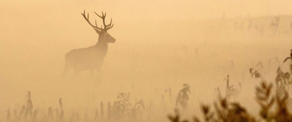 Hirsch im Nebel, Glasbild Panorama Zu verkaufen – Bild 5