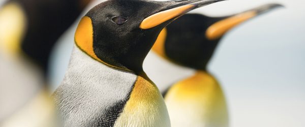 Pinguine, Glasbild Panorama Online-Schn?ppchen – Bild 5