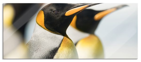 Pinguine, Glasbild Panorama Online-Schn?ppchen