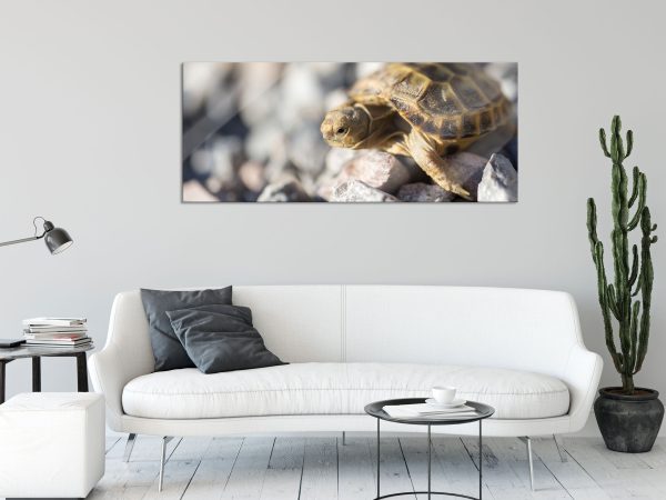 Kleine Schildkröte, Glasbild Panorama Online-Schn?ppchen – Bild 2