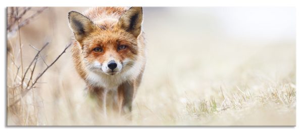 Schleichender fuchs, Glasbild Panorama Jetzt online