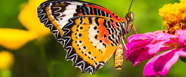 Schmetterling auf Blüte, Glasbild Panorama Verkauf – Bild 5