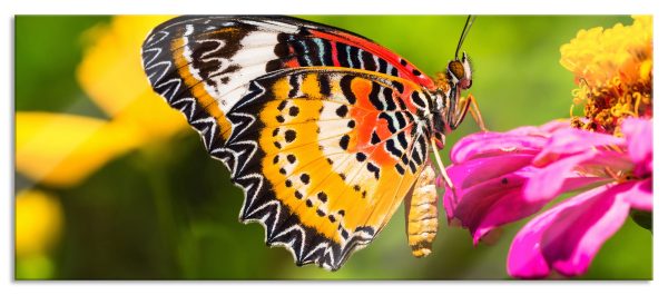Schmetterling auf Blüte, Glasbild Panorama Verkauf