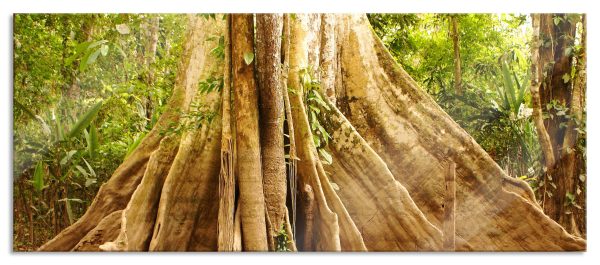 Mächtiger Urwald Baum, Glasbild Panorama Rabatt