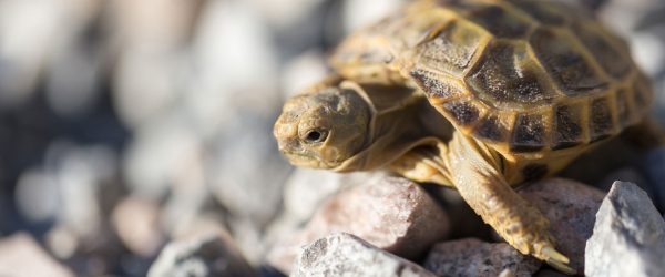 Kleine Schildkröte, Glasbild Panorama Online-Schn?ppchen – Bild 5