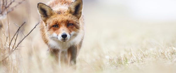 Schleichender fuchs, Glasbild Panorama Jetzt online – Bild 5