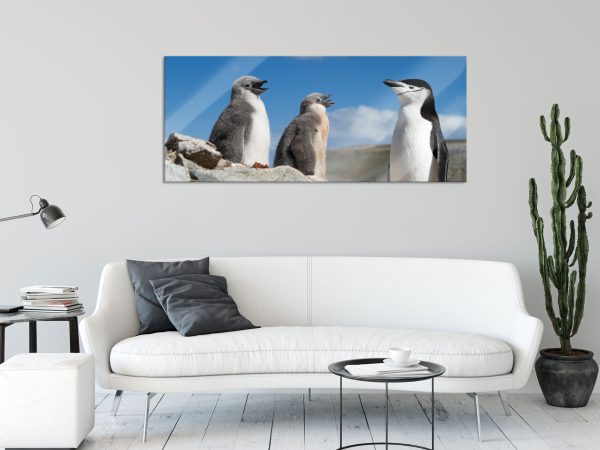 Pinguin mit süßen Küken, Glasbild Panorama Online – Bild 2