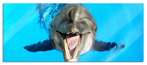 Delfin lacht, Glasbild Panorama Jetzt online