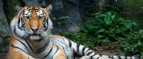 Liegender Tiger, Glasbild Panorama Im Angebot – Bild 5