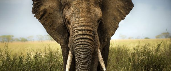 Imposanter Elefant, Glasbild Panorama Zu verkaufen – Bild 5