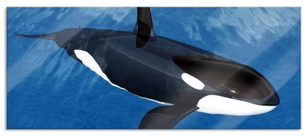 Orca im blauen Meer, Glasbild Panorama Im Angebot