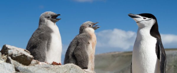 Pinguin mit süßen Küken, Glasbild Panorama Online – Bild 5