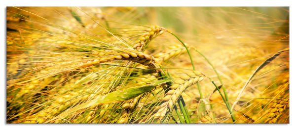 Goldene Getreide Ären, Glasbild Panorama Jetzt online