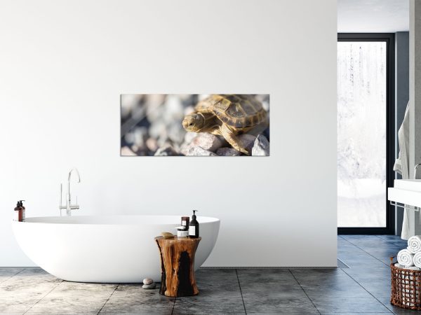 Kleine Schildkröte, Glasbild Panorama Online-Schn?ppchen – Bild 4