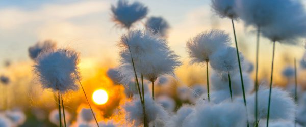 Baumwollblüten im Sonnenuntergang, Glasbild Panorama Schn?ppchen – Bild 5