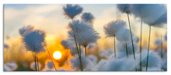 Baumwollblüten im Sonnenuntergang, Glasbild Panorama Schn?ppchen