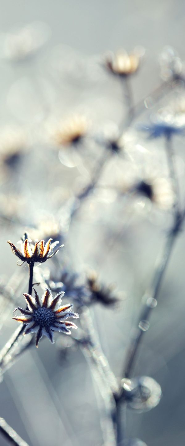 Pflanzen im Frost, Glasbild Panorama Rabatt – Bild 5