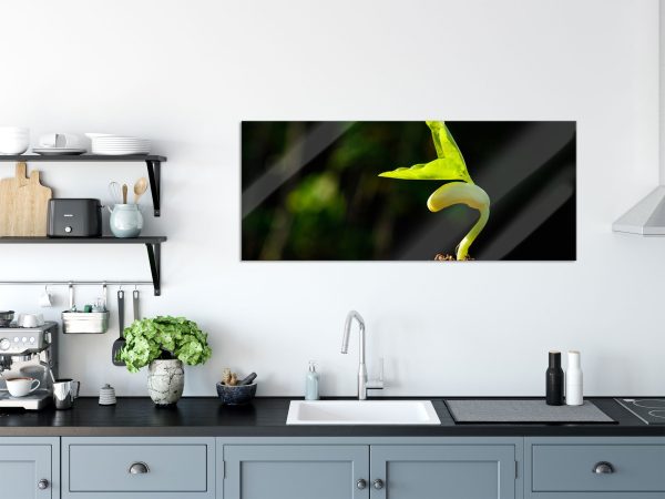 Kleiner grüner Keimling, Glasbild Panorama Zu verkaufen – Bild 3