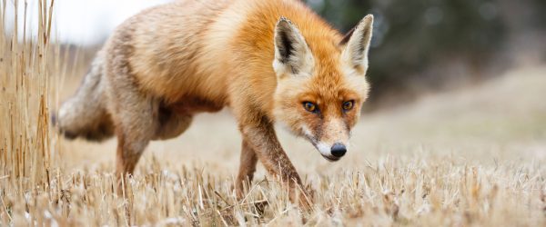 Schöner Fuchs, Glasbild Panorama Rabatt – Bild 5