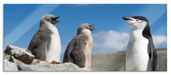 Pinguin mit süßen Küken, Glasbild Panorama Online