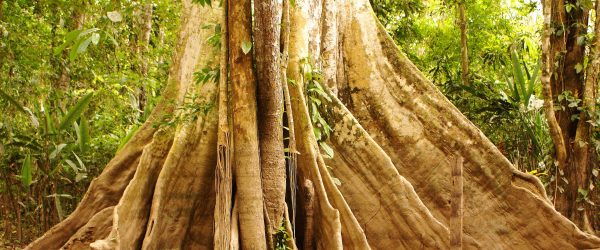 Mächtiger Urwald Baum, Glasbild Panorama Rabatt – Bild 5