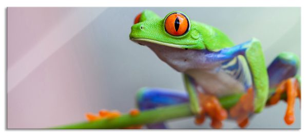 Grüner Frosch auf Ast, Glasbild Panorama Angebot