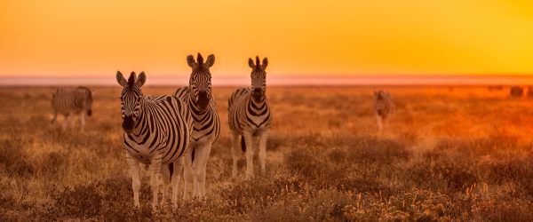 Zebra in der Savanne, Glasbild Panorama Schn?ppchen – Bild 5