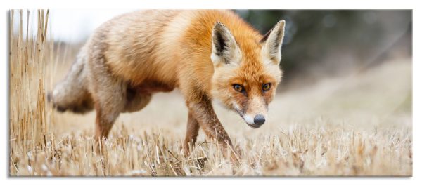 Schöner Fuchs, Glasbild Panorama Rabatt