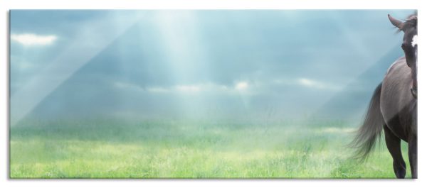 Hengst auf Wiese, Glasbild Panorama Zu verkaufen
