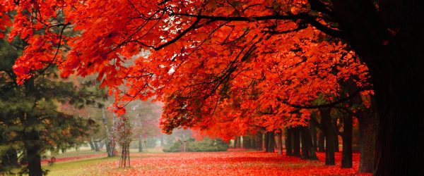 Rot gefärbter Park im Herbst, Glasbild Panorama Mode – Bild 5
