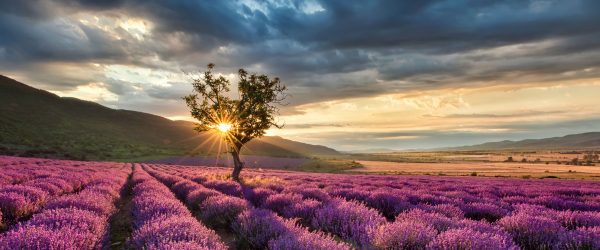 Lavendel Provence mit Baum, Glasbild Panorama Online – Bild 5