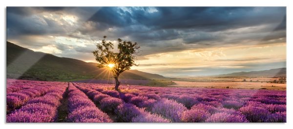 Lavendel Provence mit Baum, Glasbild Panorama Online