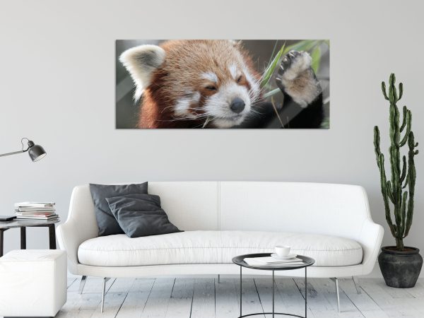 Kleiner Panda sagt Hallo, Glasbild Panorama Online-Schn?ppchen – Bild 2