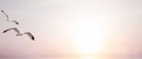 Möwen am Meer bei Sonnenaufgang, Glasbild Panorama Schn?ppchen – Bild 5