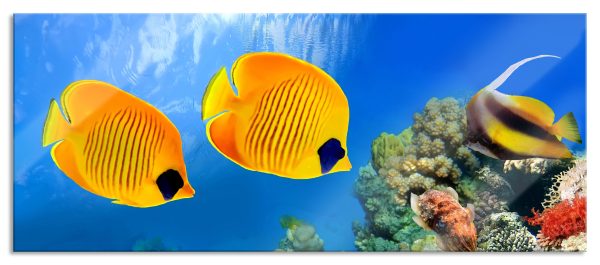 Fische Korallenriff, Glasbild Panorama Zu verkaufen