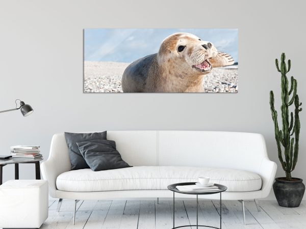 Süße Robbe auf Steinstrand, Glasbild Panorama Online-Schn?ppchen – Bild 2