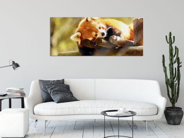 Kleiner Panda träumt, Glasbild Panorama Online – Bild 2
