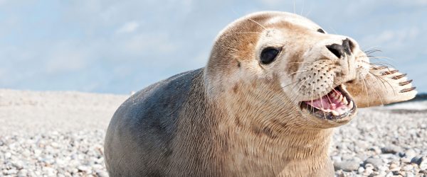 Süße Robbe auf Steinstrand, Glasbild Panorama Online-Schn?ppchen – Bild 5