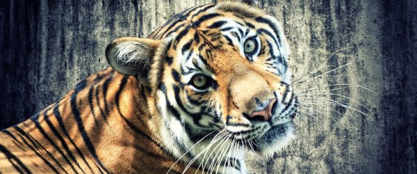 Neugieriger Tiger, Glasbild Panorama Schn?ppchen – Bild 5